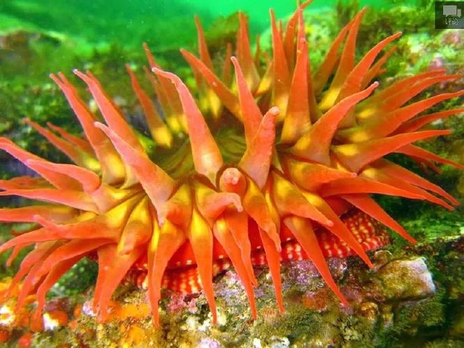 海底生物的奇妙世界