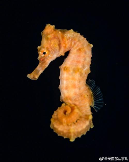 海洋生物独特的美 – 博海拾贝
